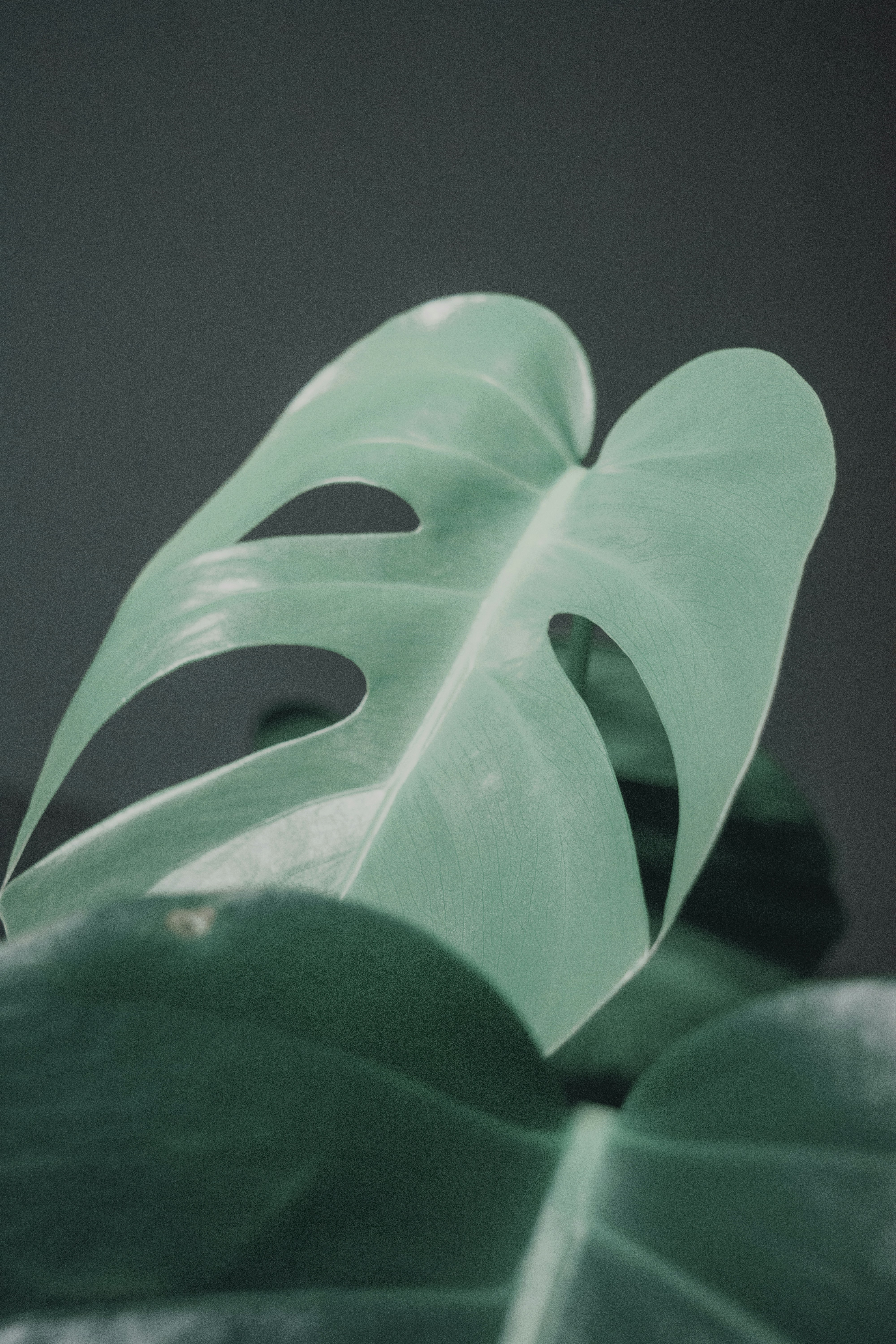 purple leaves in white background