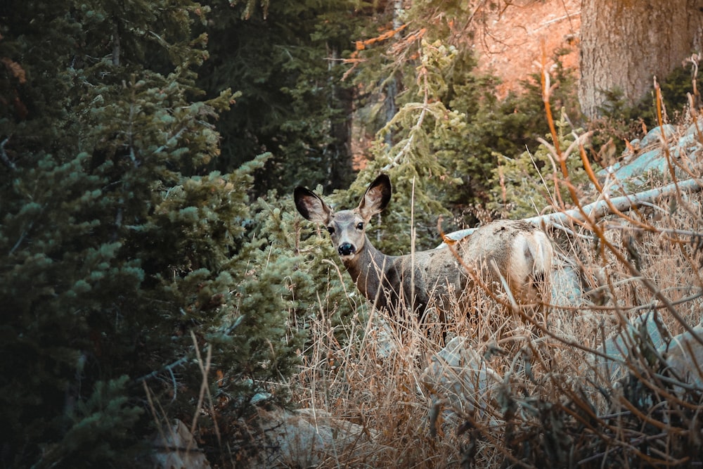 brown deer on brown grass field during daytime