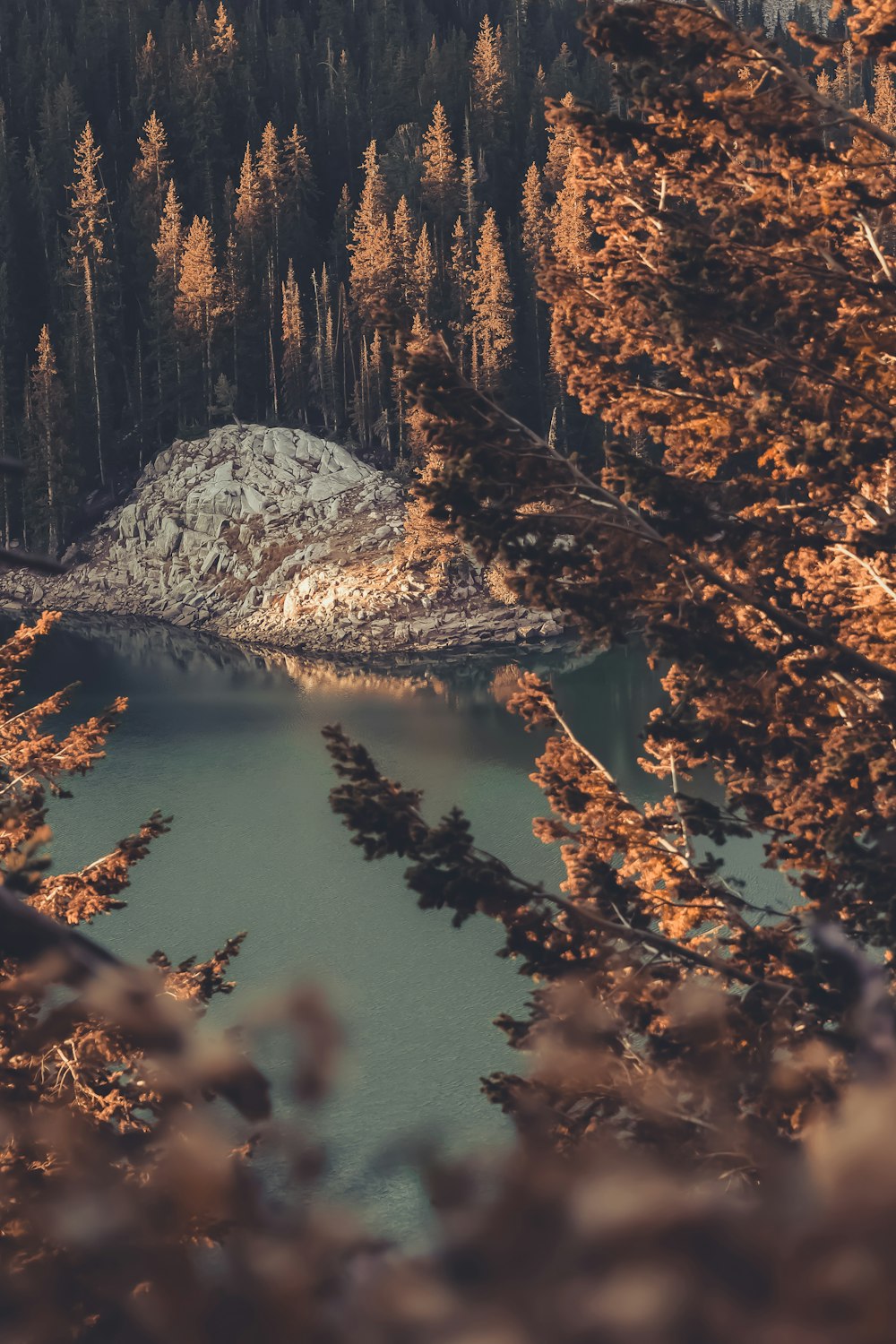 brown trees near lake during daytime