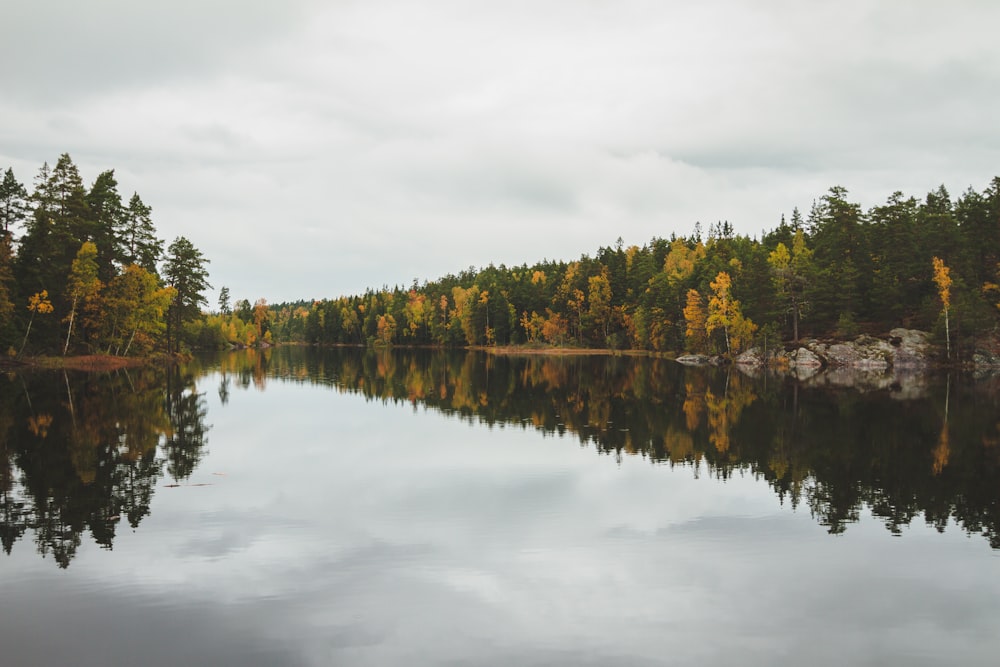 green trees beside river under white clouds during daytime