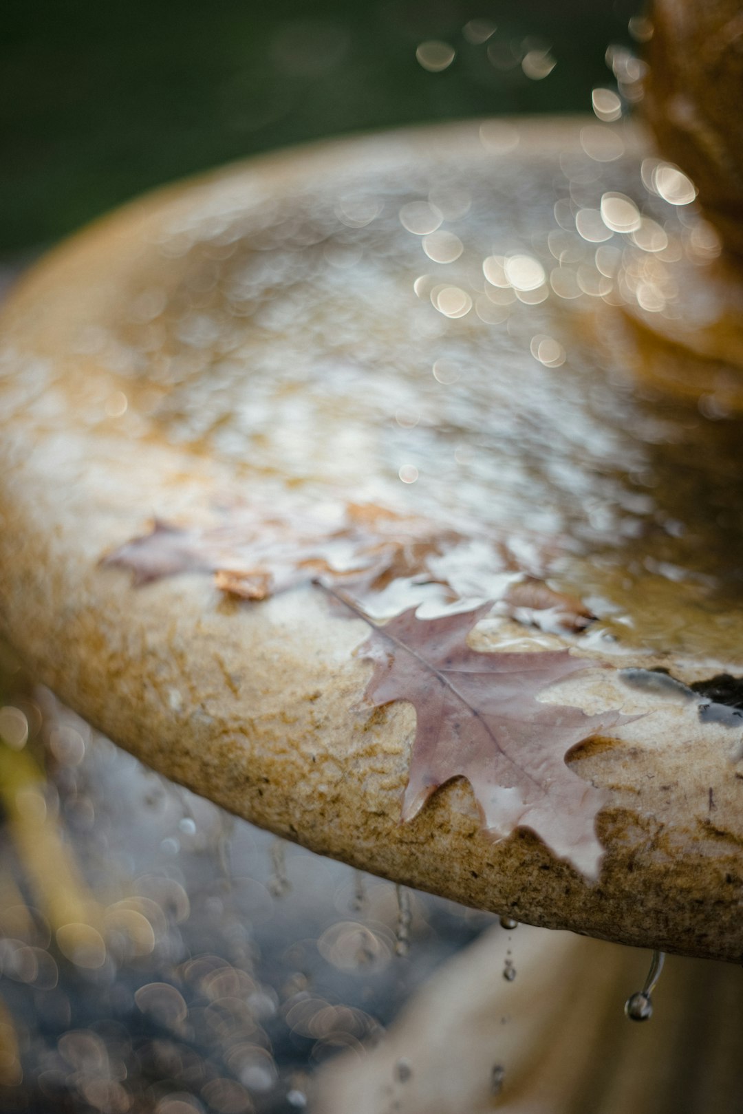 water droplets on brown leaf