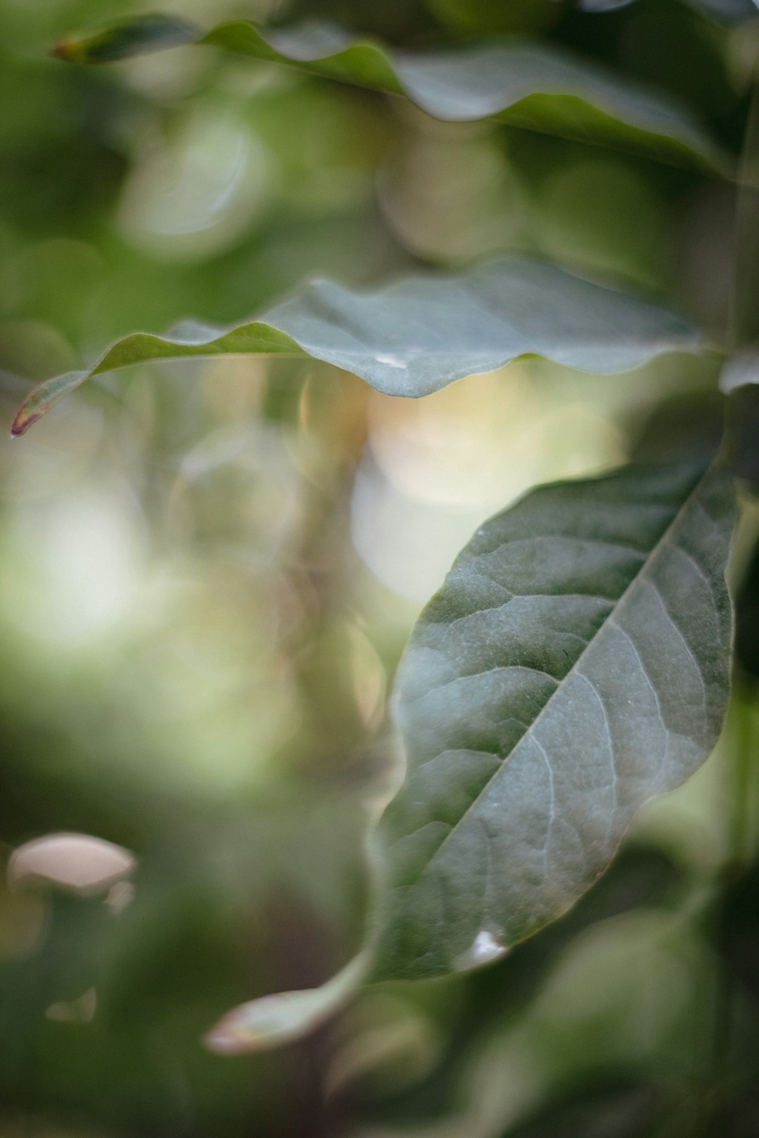 green leaf in tilt shift lens