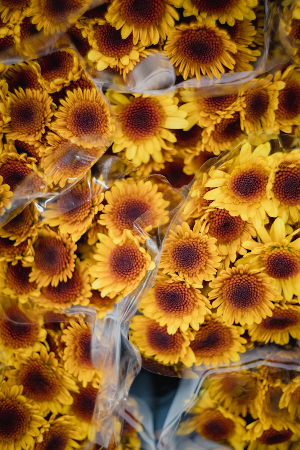 yellow and white flower petals