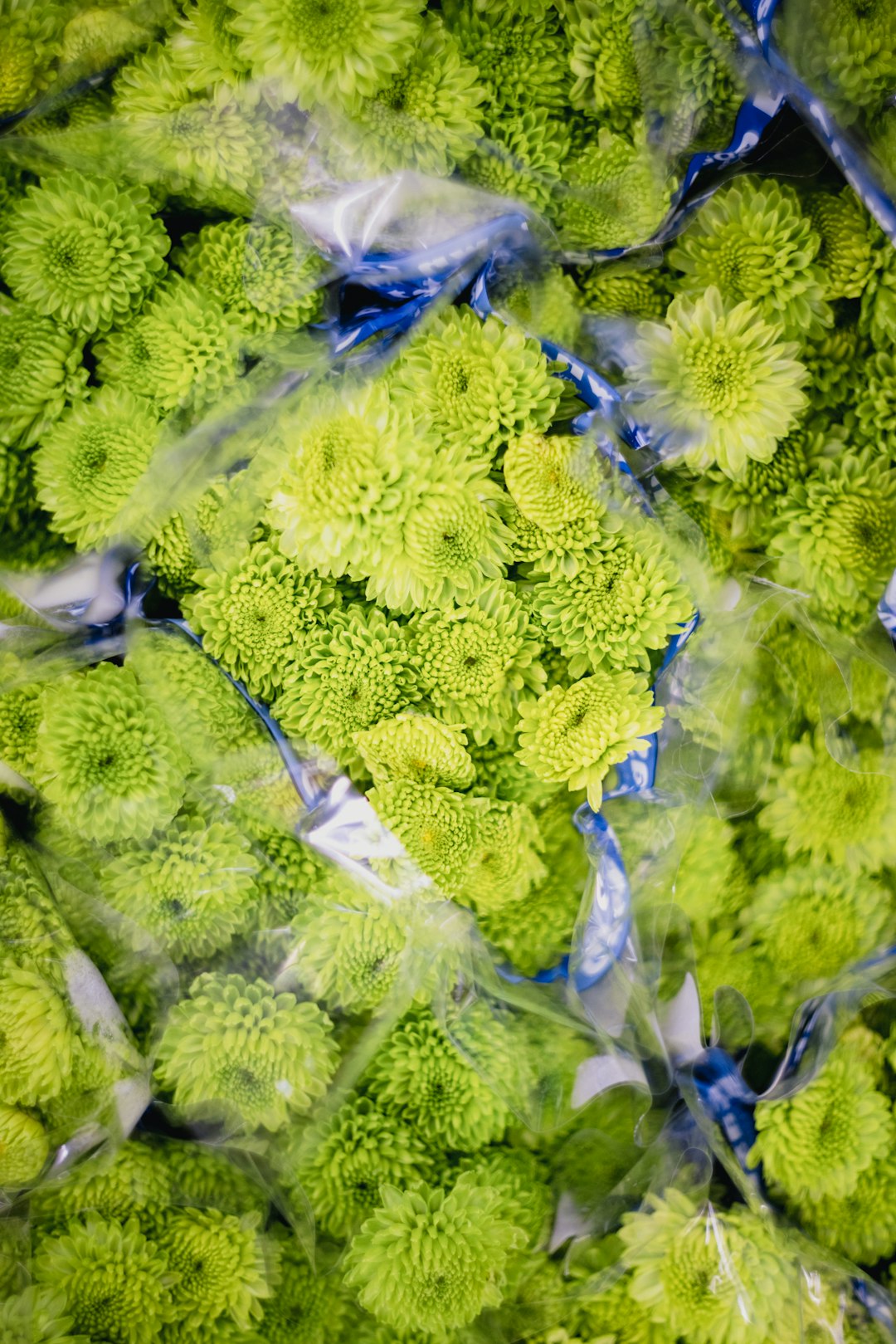 blue and green fish in fish tank