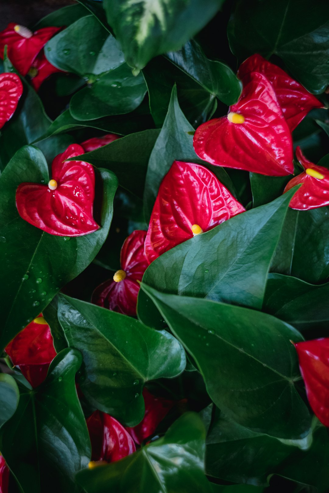 red and yellow flower with green leaves