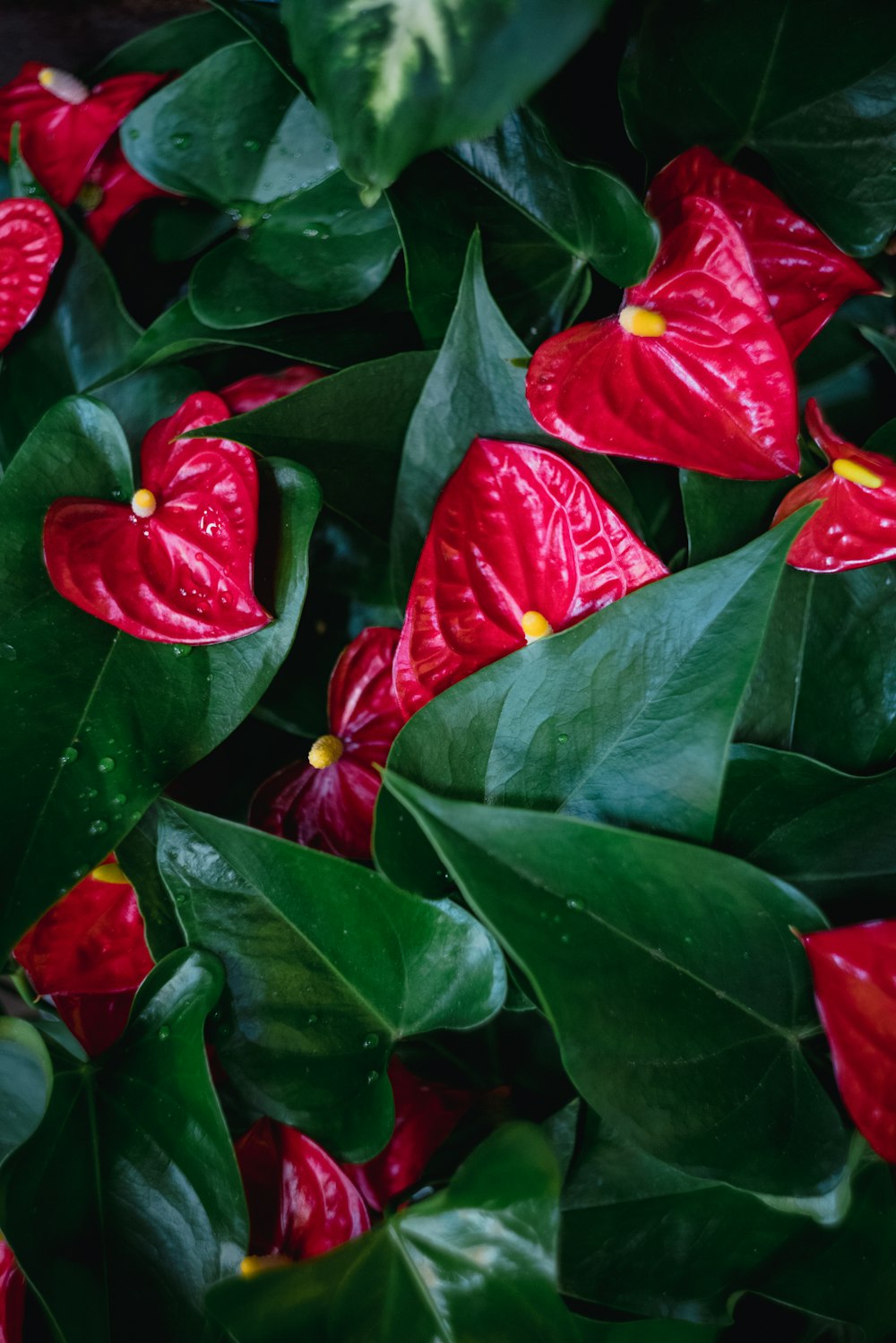 flor roja y amarilla con hojas verdes