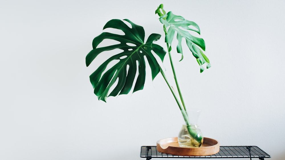 green plant on brown pot