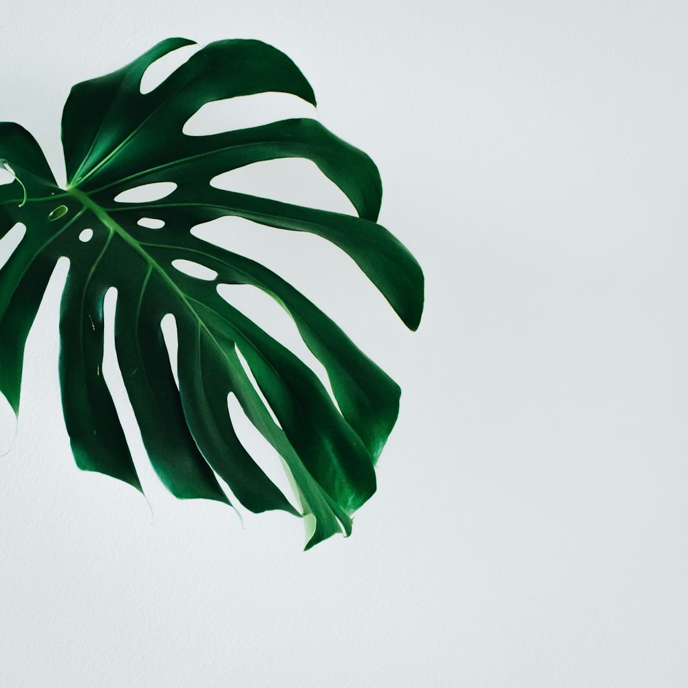 green leaf plant in white background