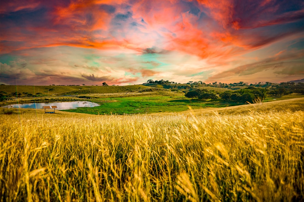 green grass field under orange and gray cloudy sky