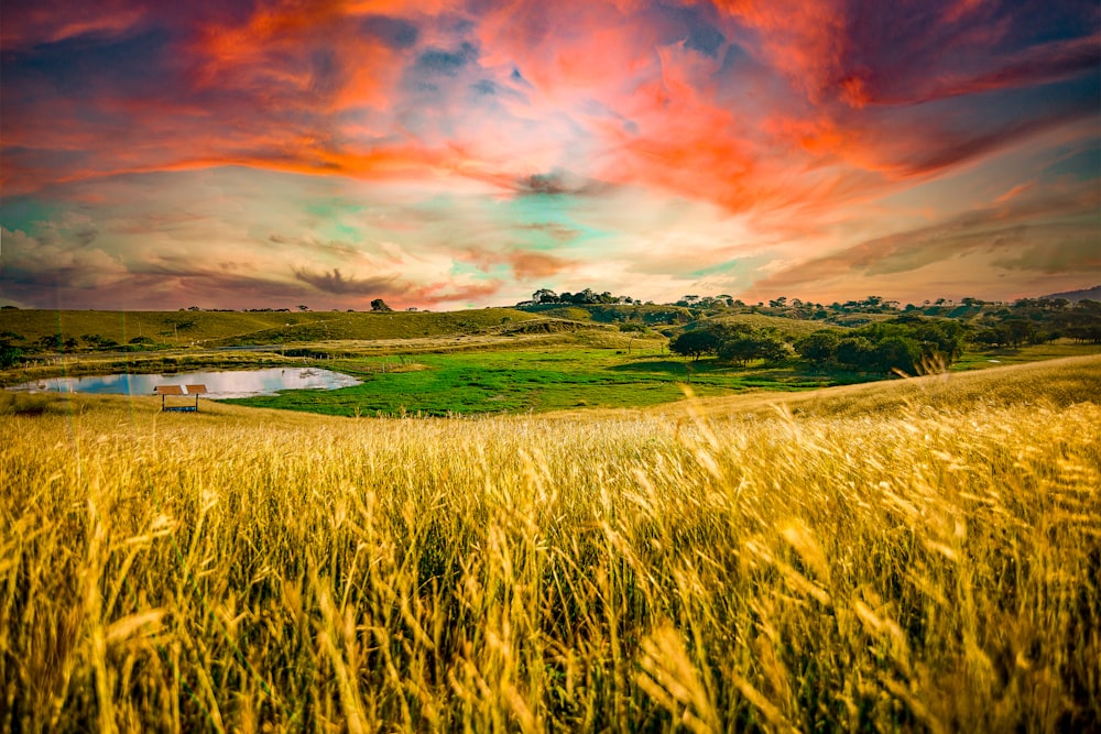 주황색과 회색 흐린 하늘 아래 푸른 잔디 밭