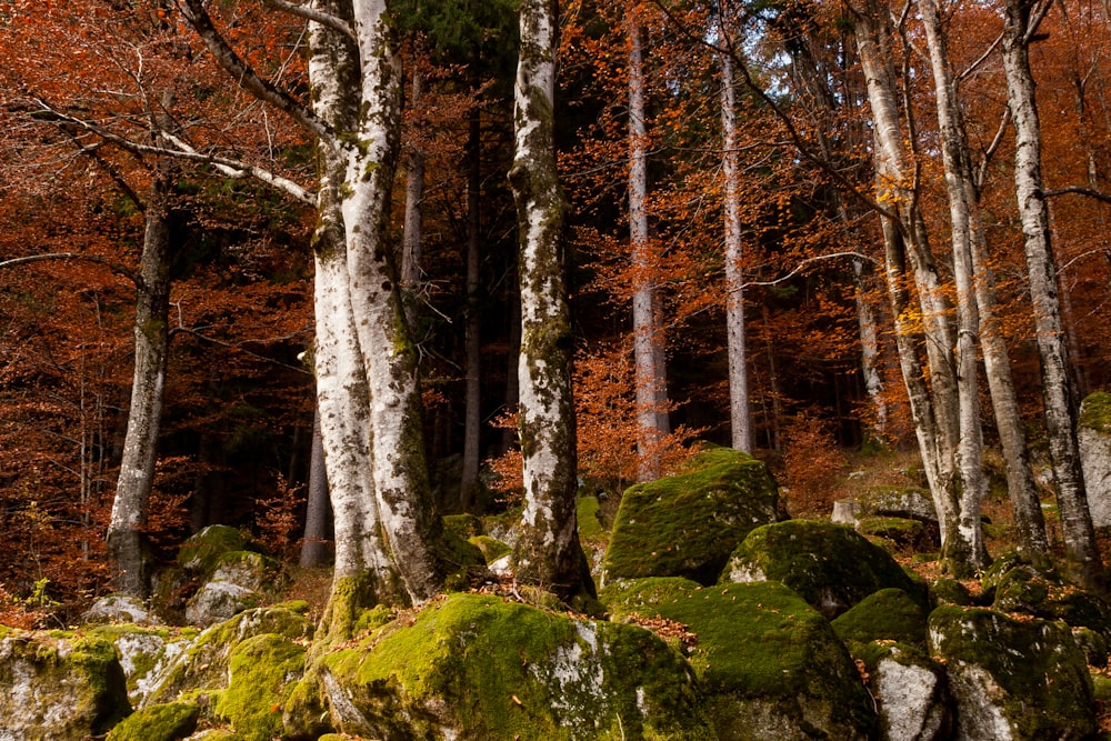 green moss on brown tree trunk