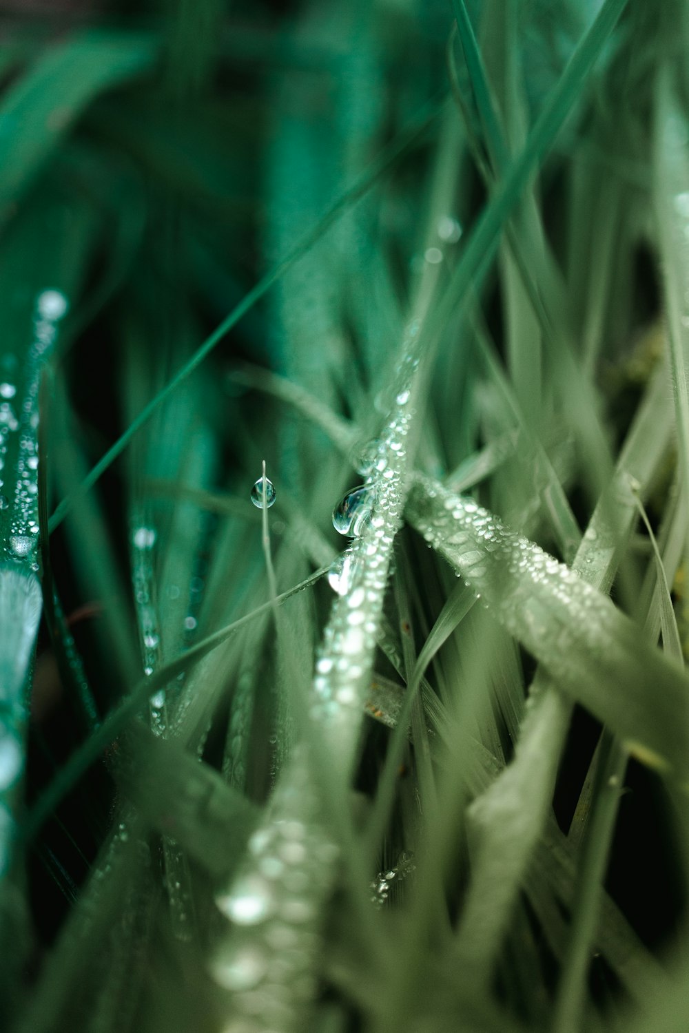 water droplets on green grass