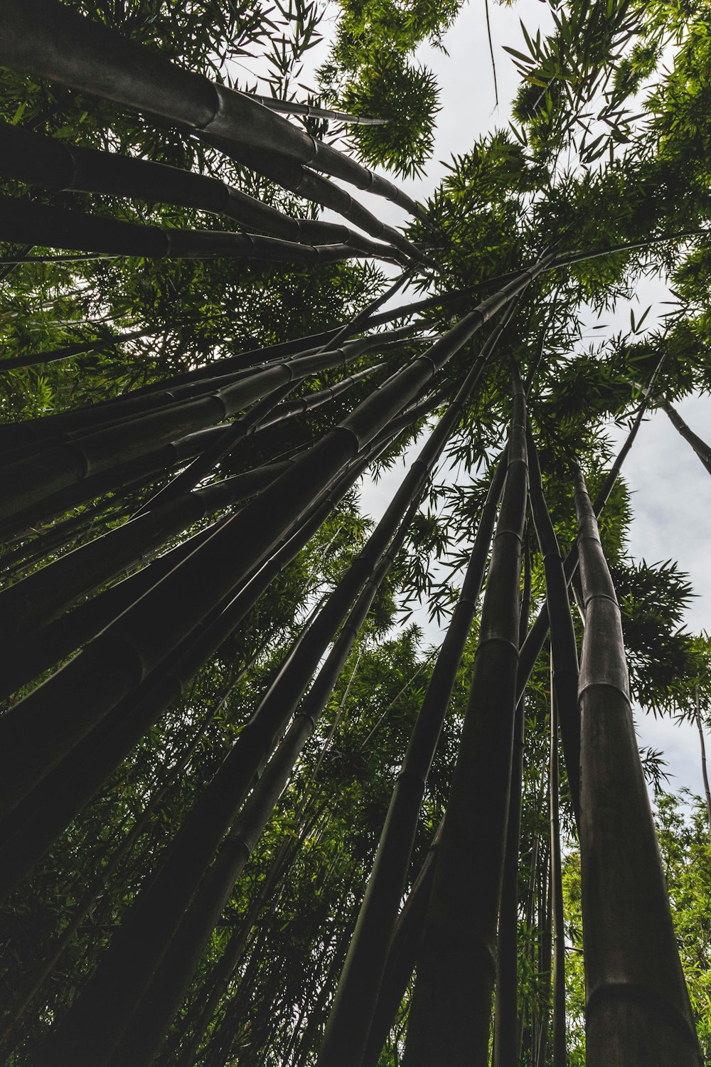 low angle photography of green trees during daytime