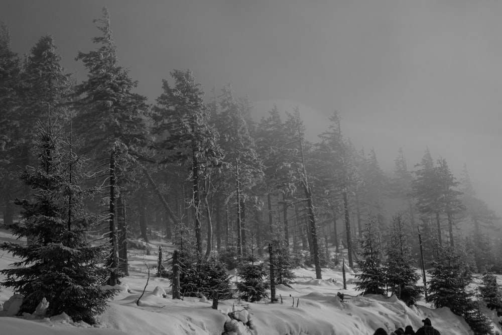 snow covered trees during daytime