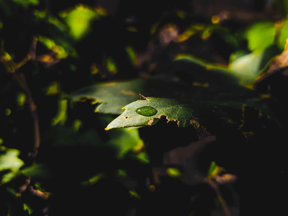 water droplets on green leaf