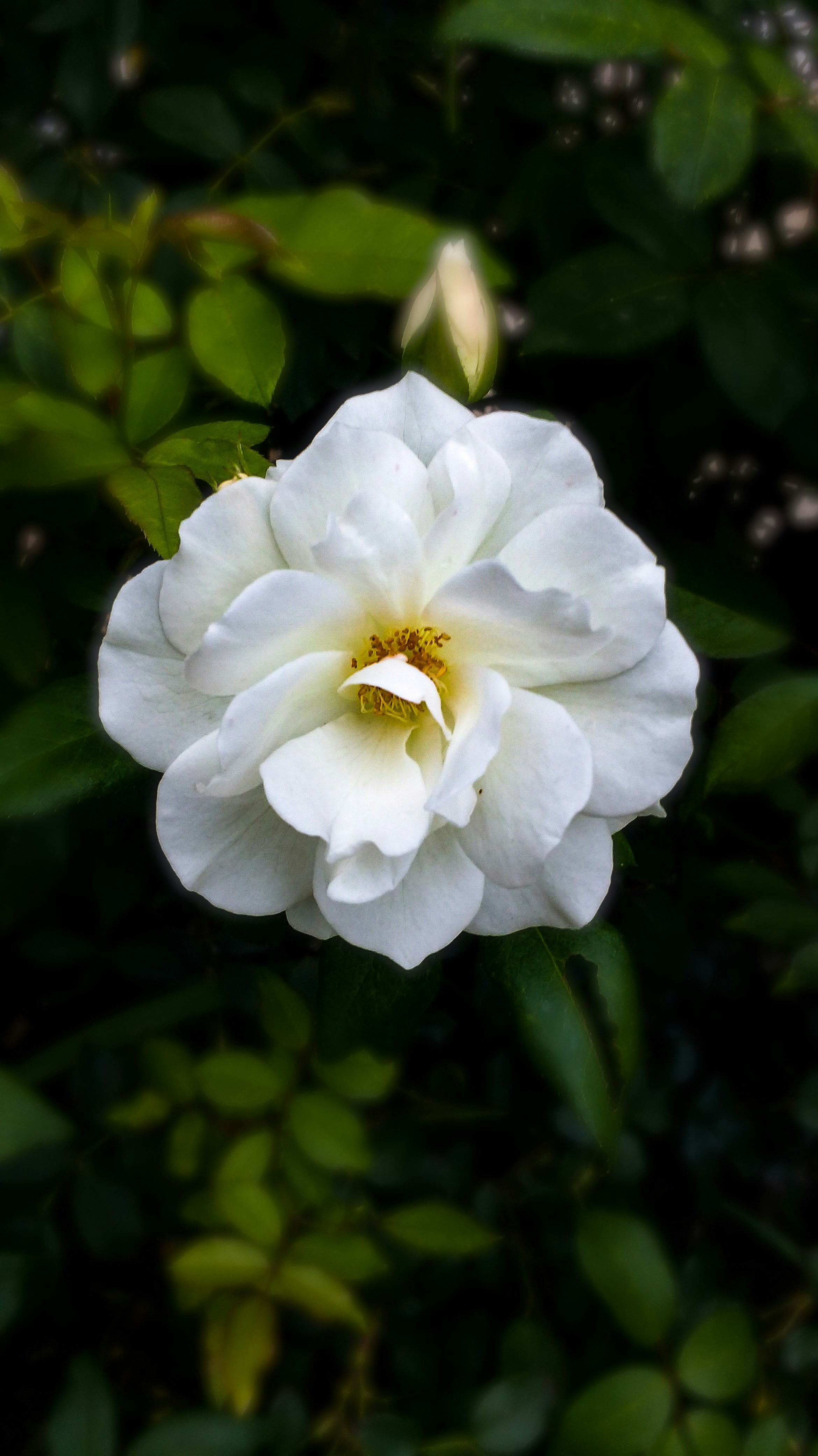 Photo by pixelsoflife21