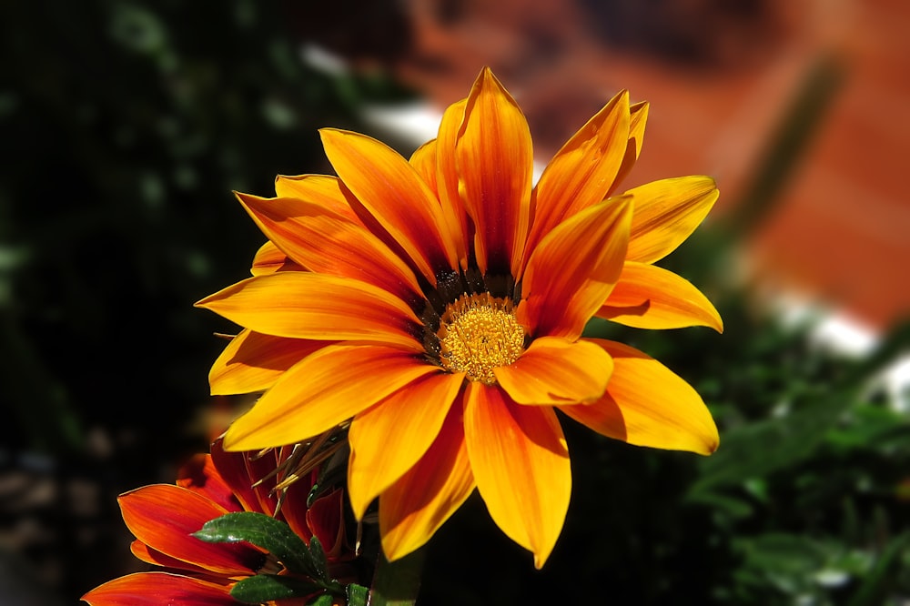 Fiore arancione e giallo nell'obiettivo decentrabile