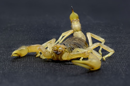 Close-up of a scorpion near a desert garden wall.