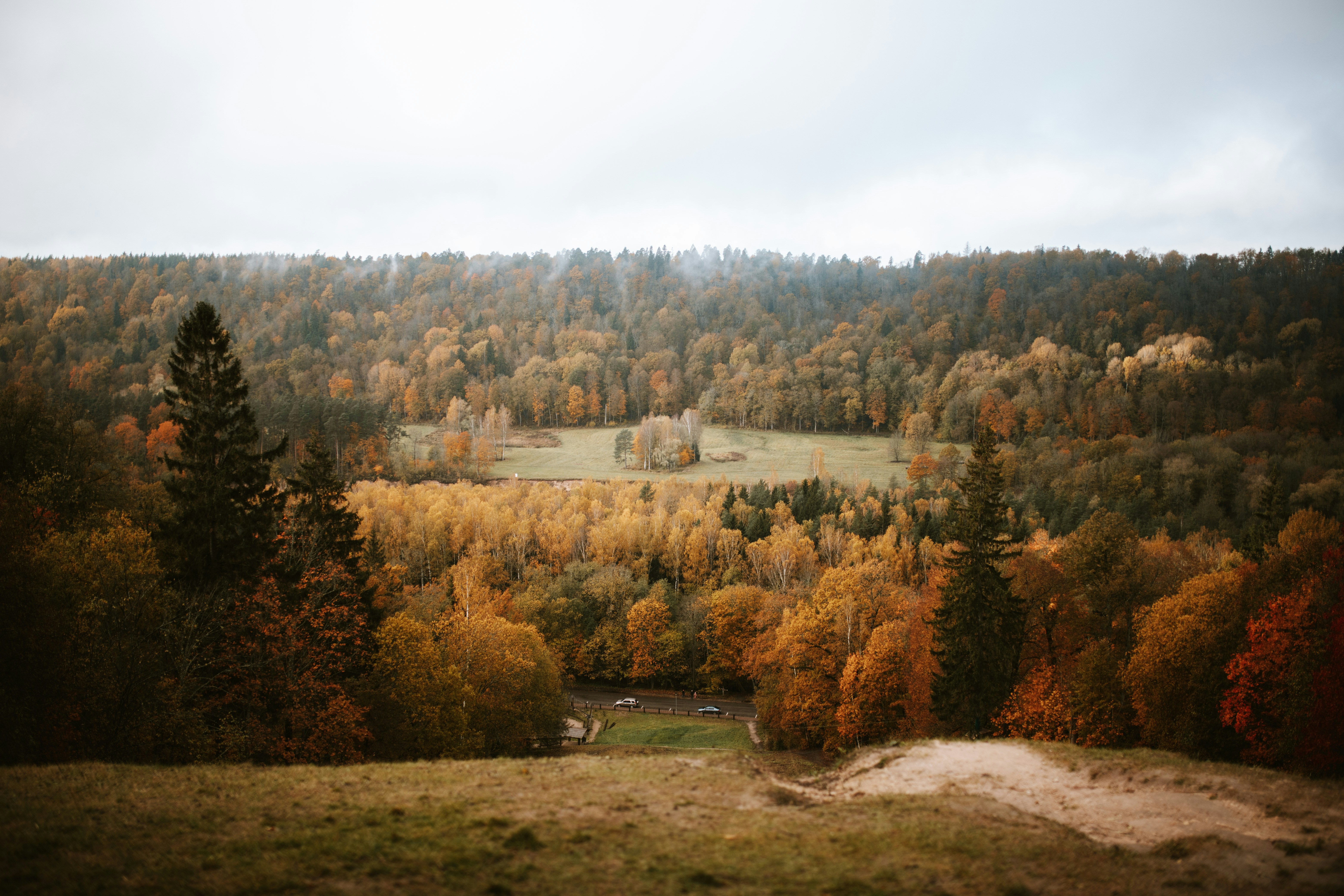 green-and-brown-trees-under-white-sky-during-daytime