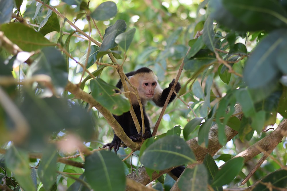 brown and black monkey on green leaves during daytime