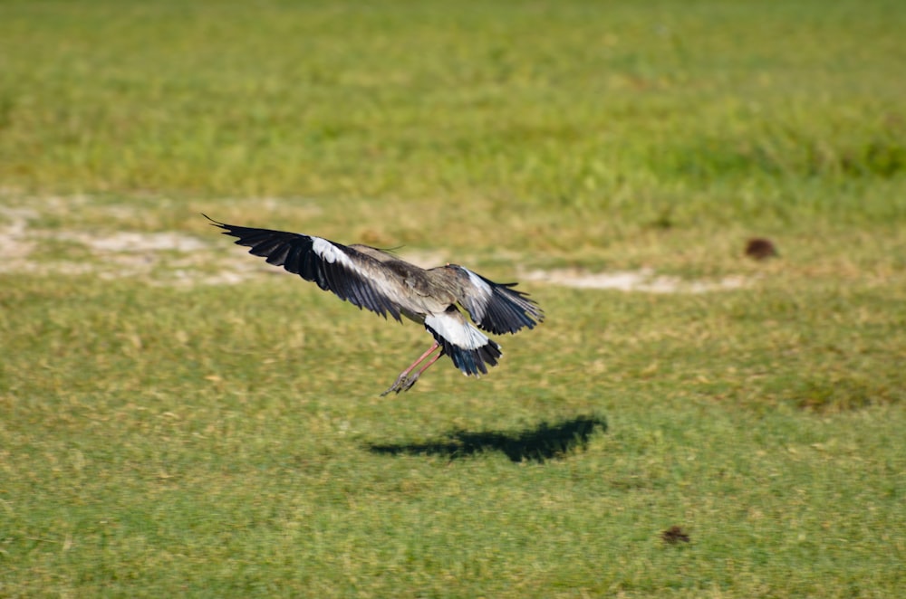 black and white bird flying over green grass field during daytime