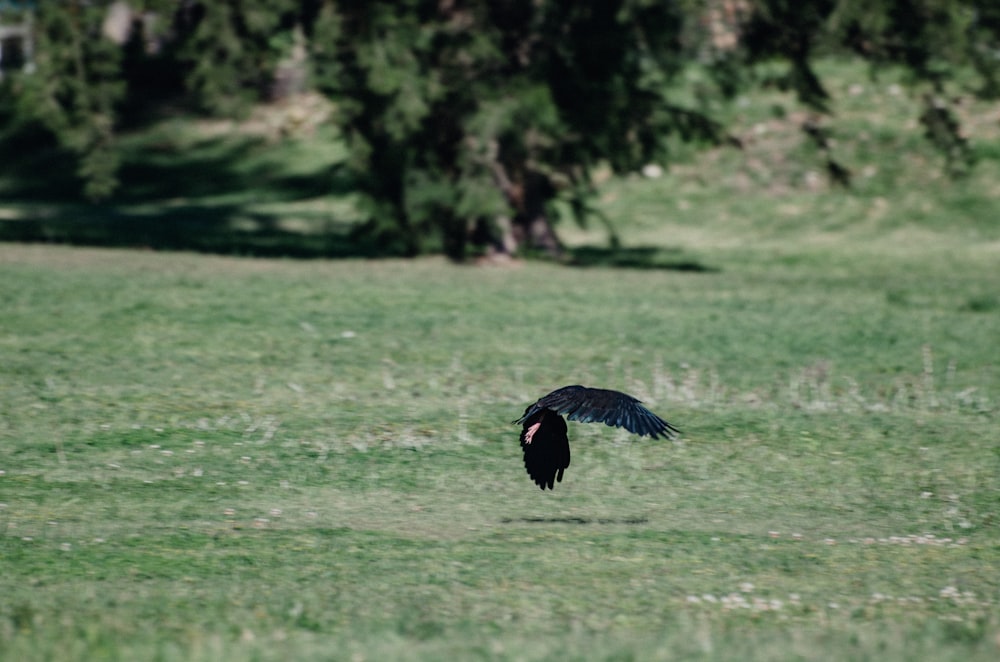 black bird flying over green grass field during daytime