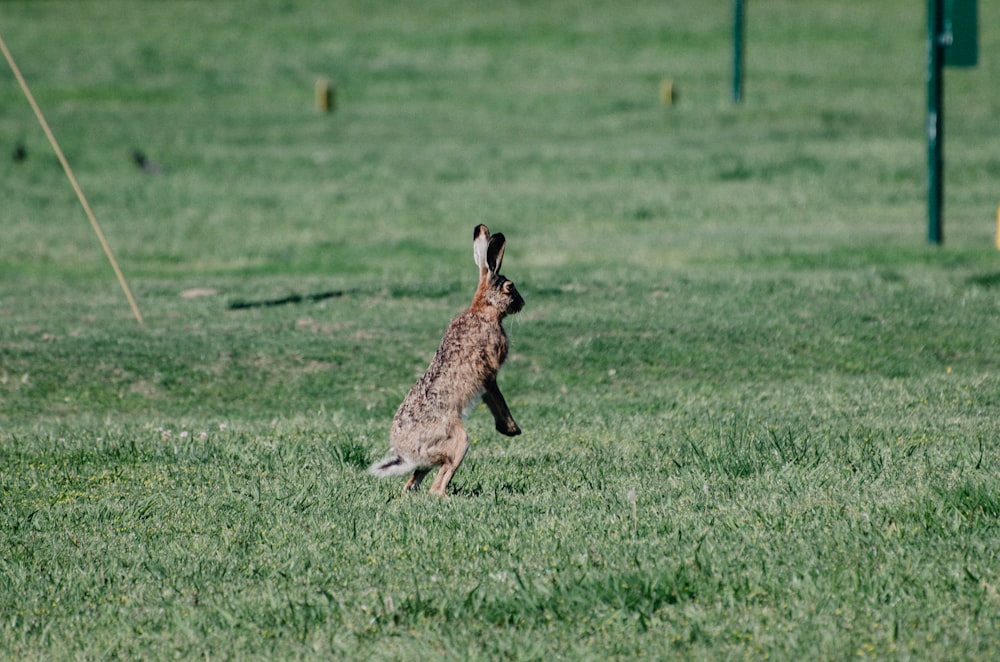 brown kangaroo on green grass field during daytime