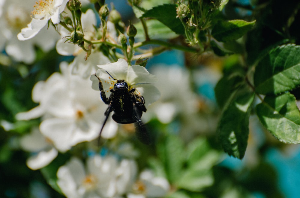 black and yellow bee on white flower