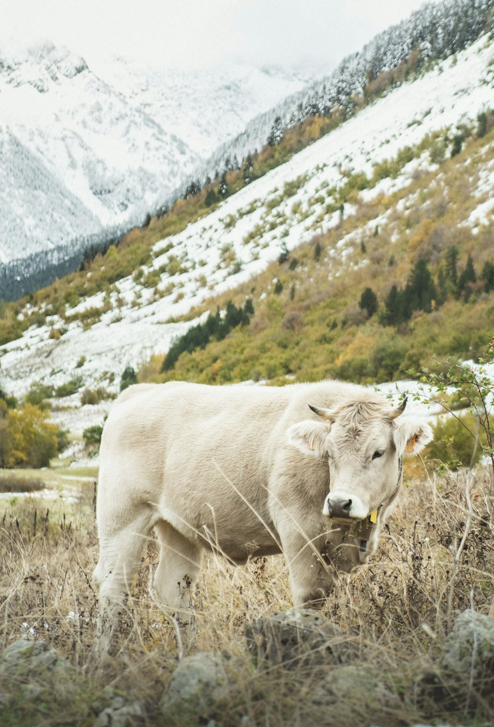 Weiße Kuh tagsüber auf grünem Grasfeld