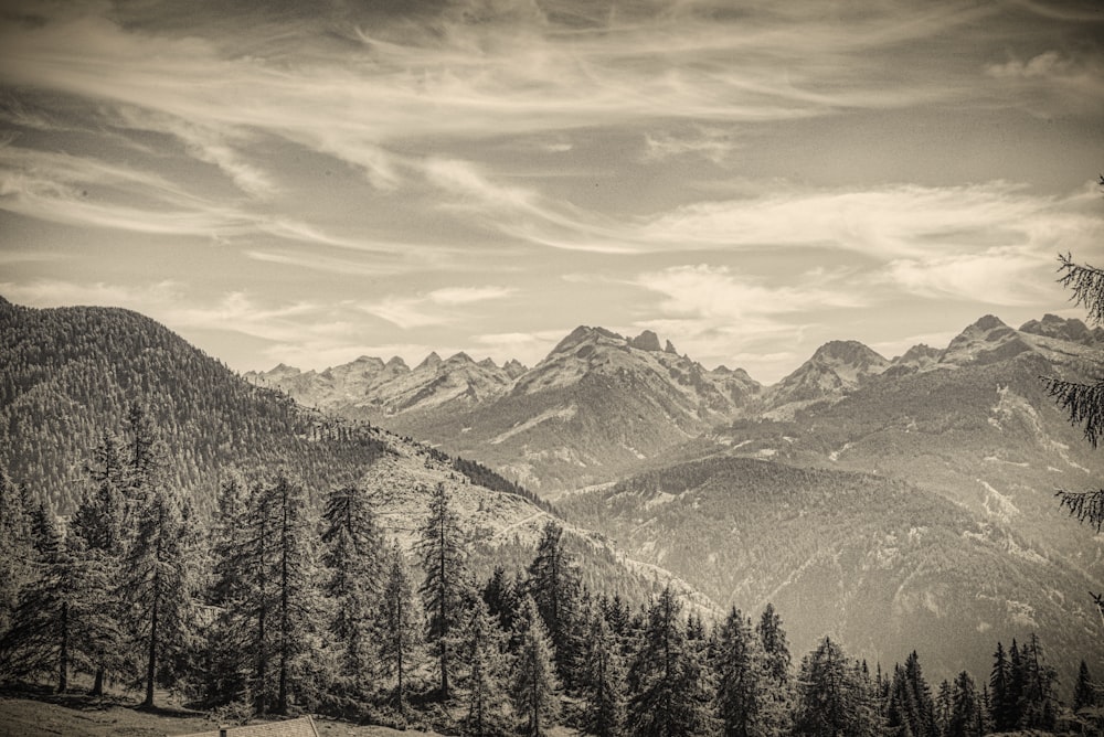 green pine trees near snow covered mountain during daytime