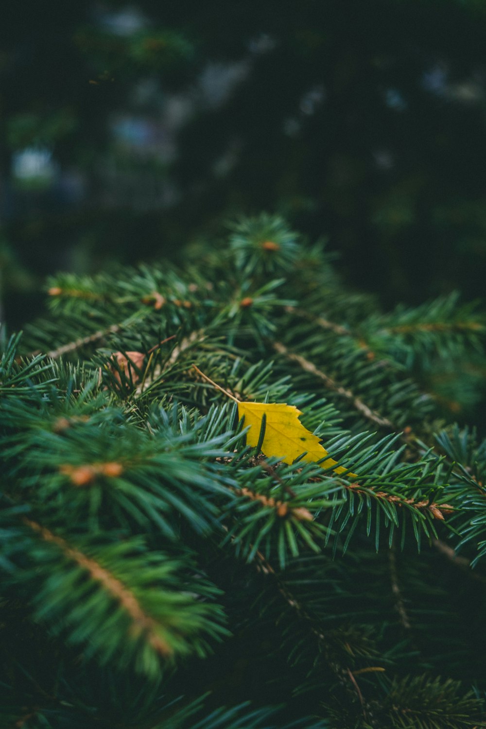 yellow leaf on green pine tree