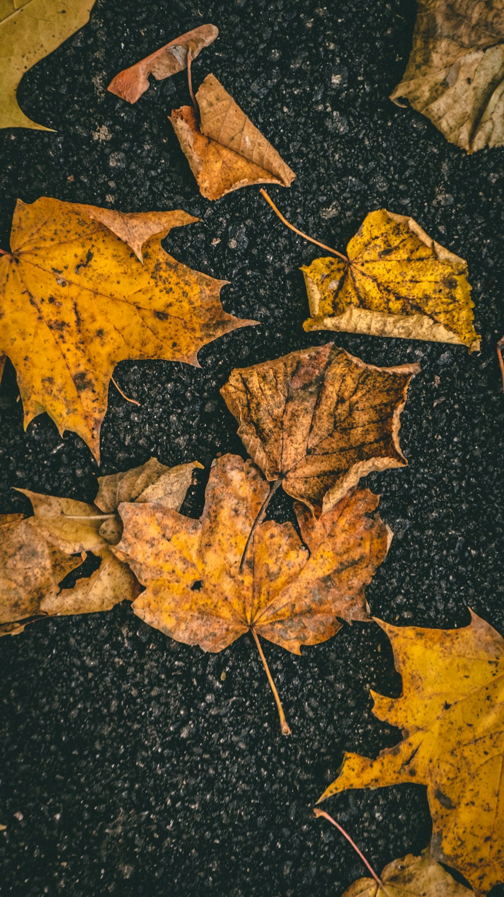 brown maple leaf on black concrete floor