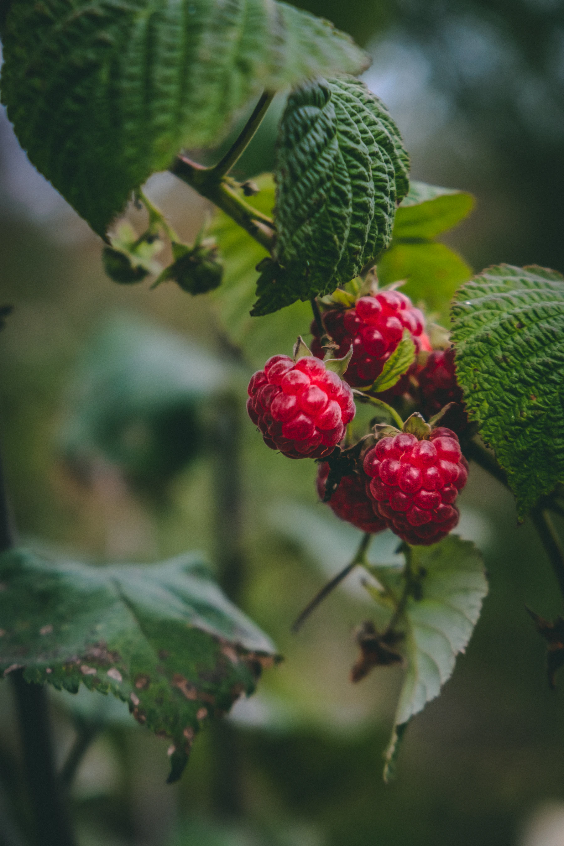 Three red raspberries hanging on a cane beneath deeply veined green leaves