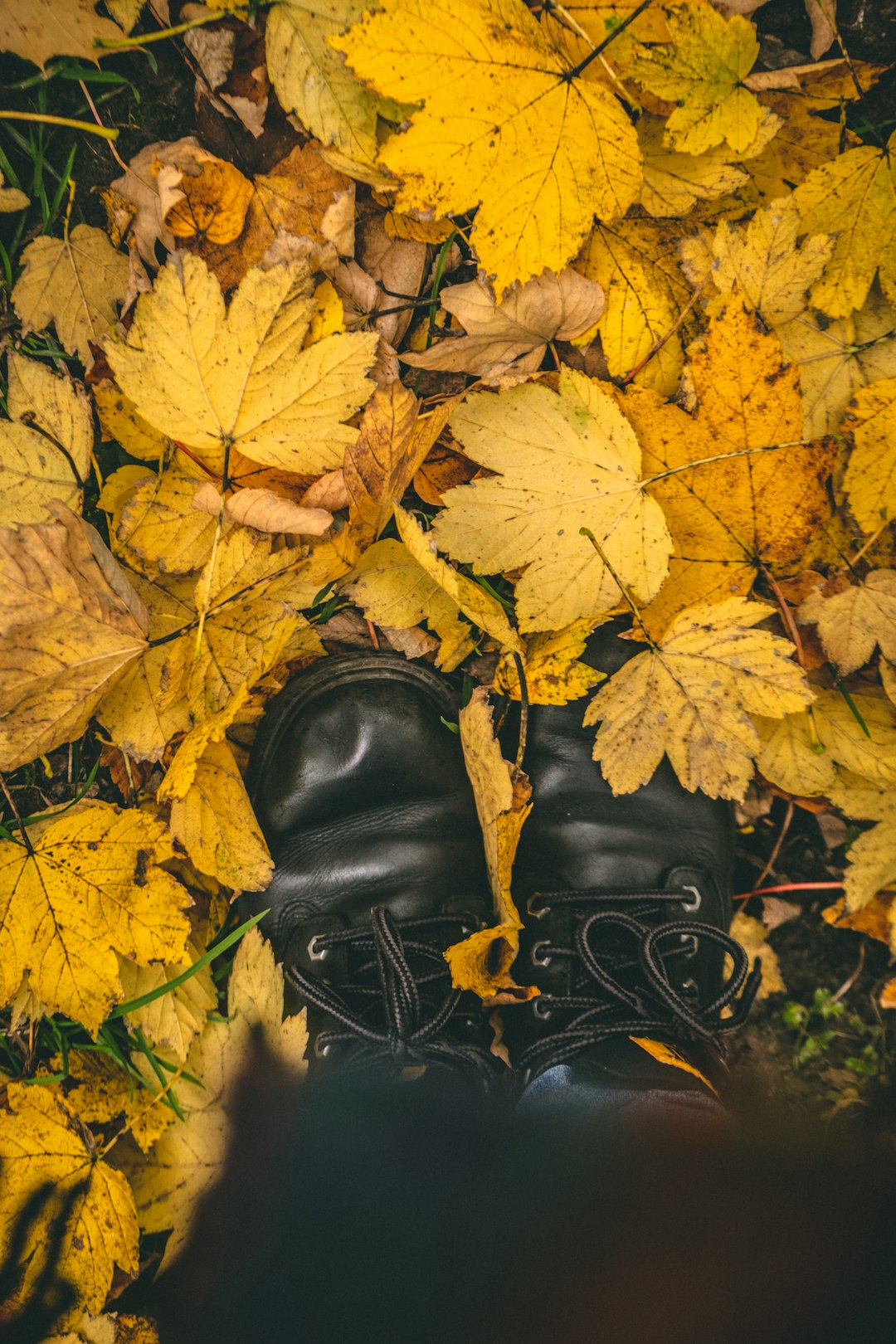 black leather boots on yellow maple leaves