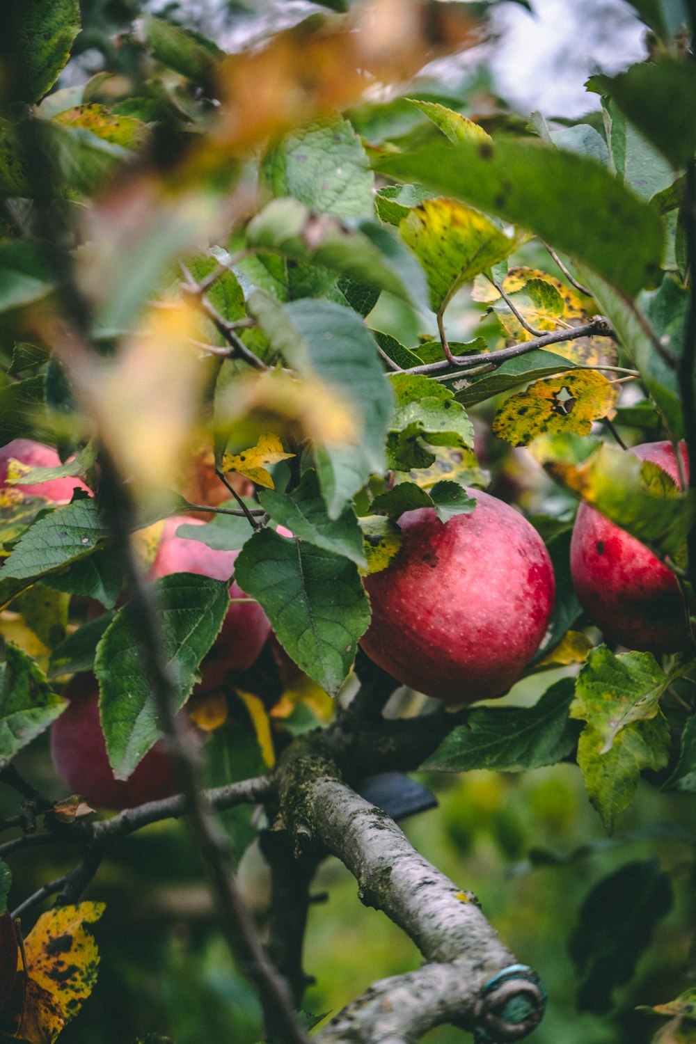 red apple fruit on tree