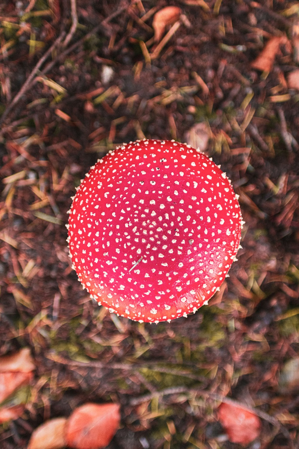 red and white polka dot ball on green grass