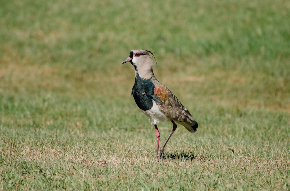 blue and brown bird on green grass field during daytime