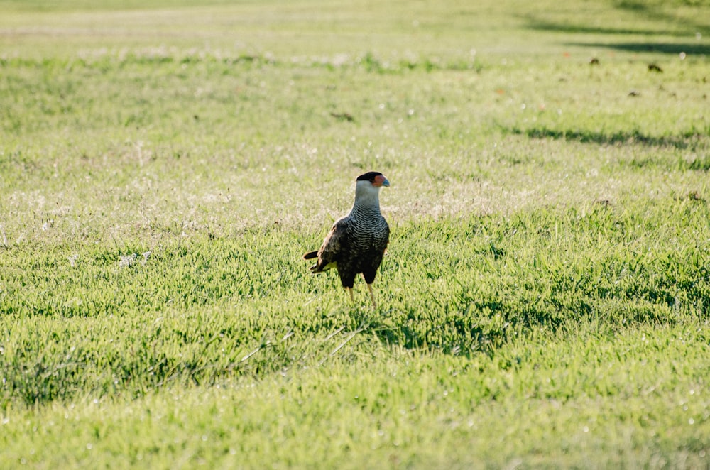 black and white bird on green grass field during daytime