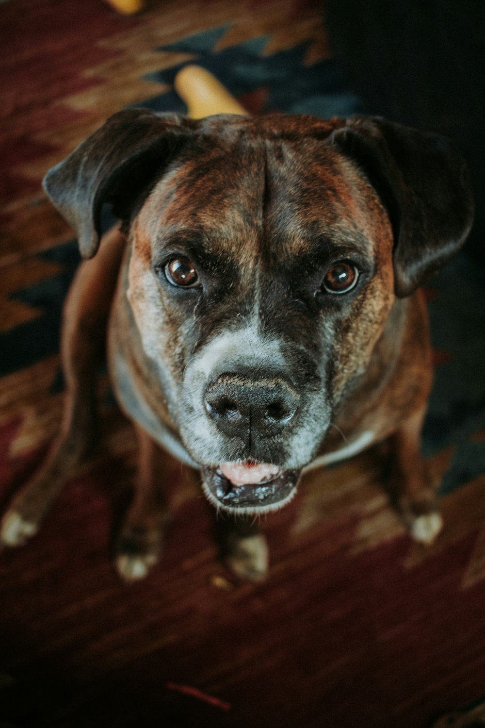 brown and white short coated dog