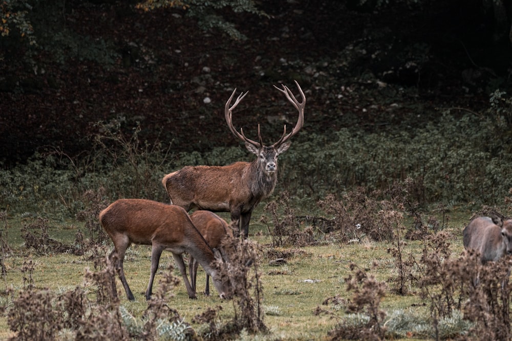 brown deer on green grass field during daytime