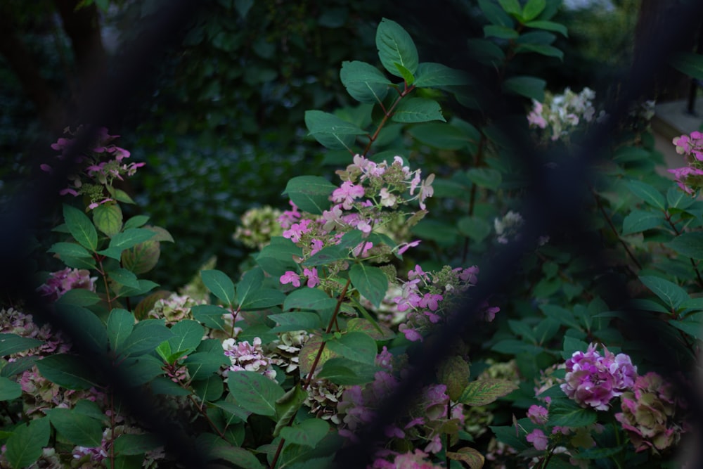 purple flowers with green leaves