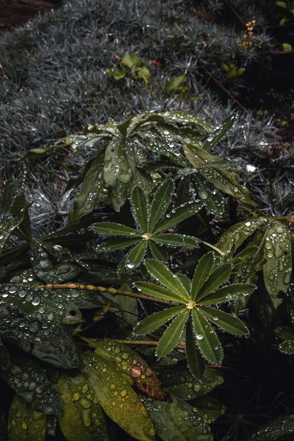 green leaves with water droplets