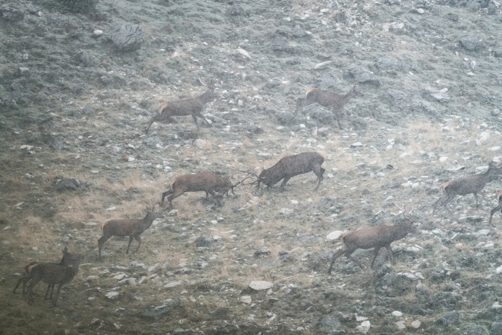 cabras marrons em solo cinzento durante o dia