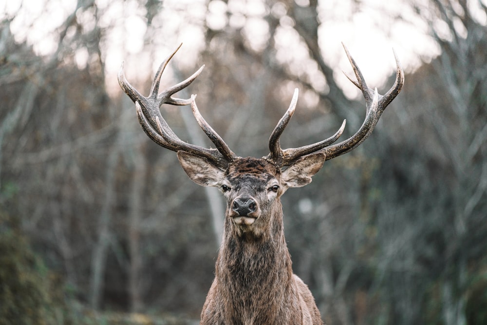 brown deer in tilt shift lens