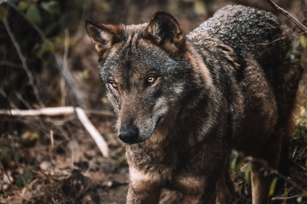 brown and black wolf standing on brown soil during daytime