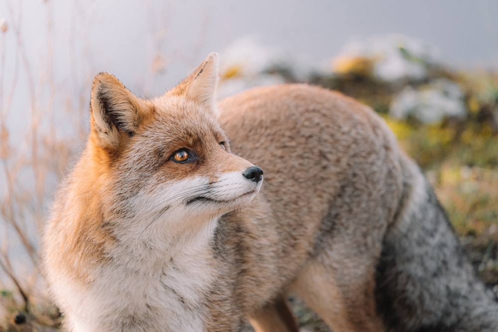 Renard brun sur un sol enneigé pendant la journée