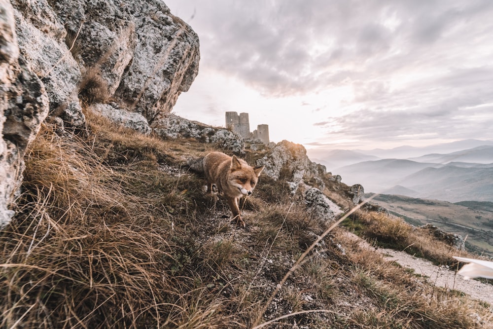 cão marrom de pelagem curta no campo de grama verde durante o dia