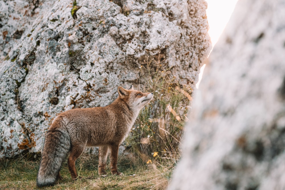 brown fox on gray rock