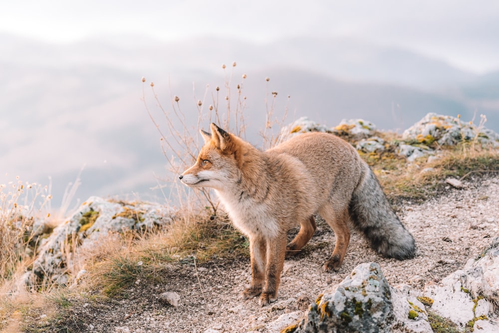 Renard brun sur sol gris pendant la journée