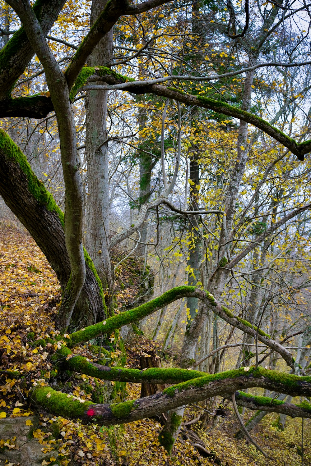 brauner Baum mit grünen Blättern